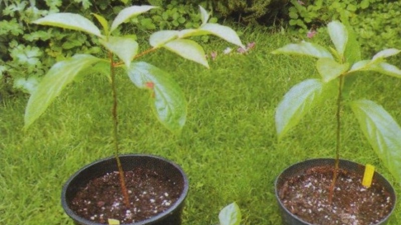Is it possible to grow a cherry plum from a stone at home and how to do it