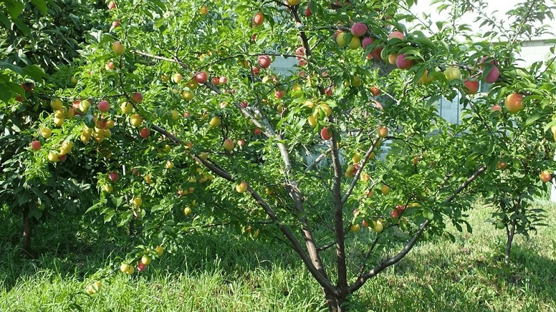 Is it possible to grow a cherry plum from a stone at home and how to do it