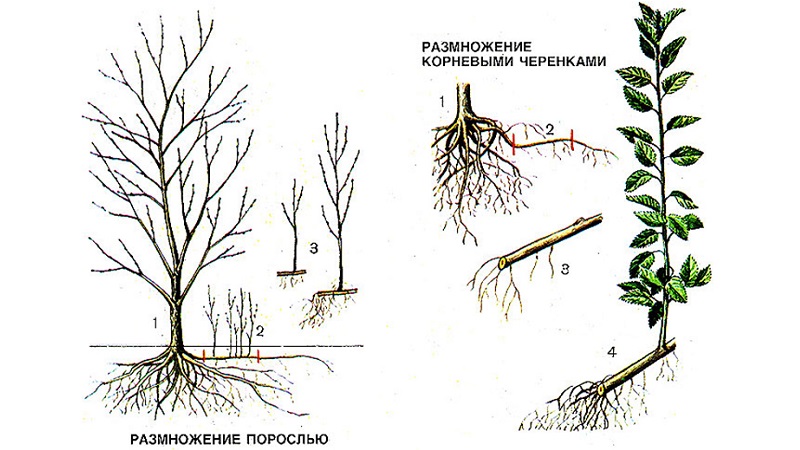 Is it possible to grow a cherry plum from a stone at home and how to do it