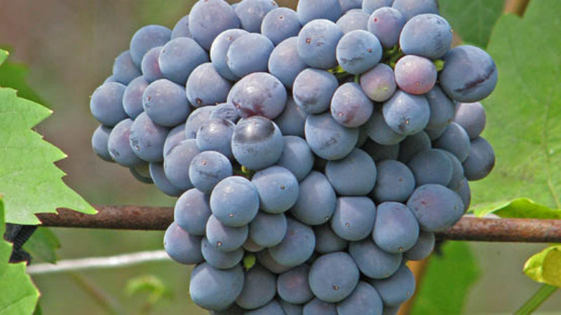 What properties should non-covering grape varieties possess and which of them are considered the best
