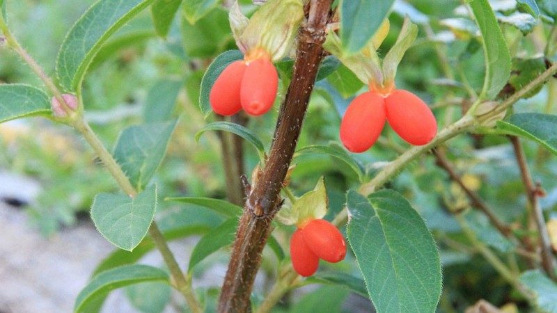 The best varieties of edible honeysuckle