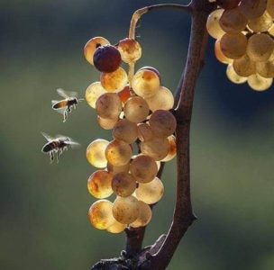 Non-covering grape varieties for the Leningrad region