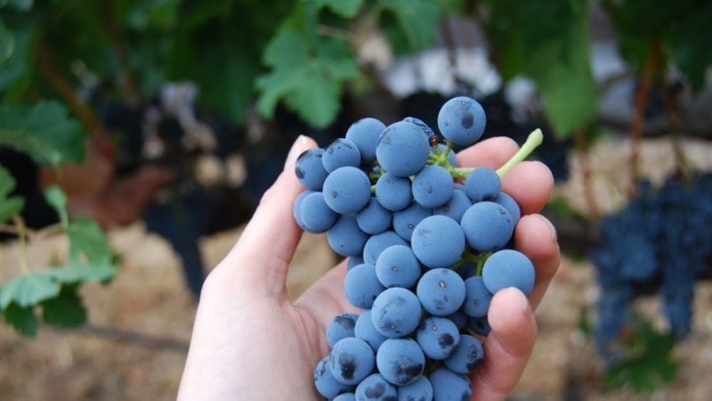 What properties should non-covering grape varieties possess and which of them are considered the best