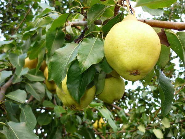 The best self-fertile pear varieties: cultivation features