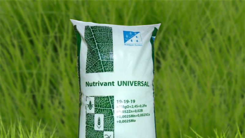 Correct feeding of winter wheat in spring: fertilizers and their application rates