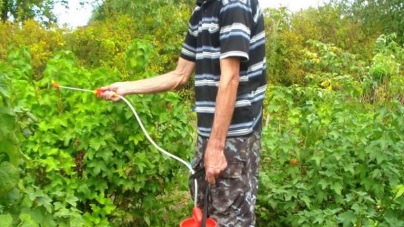 How to process currant and gooseberry bushes in the spring from pests and diseases