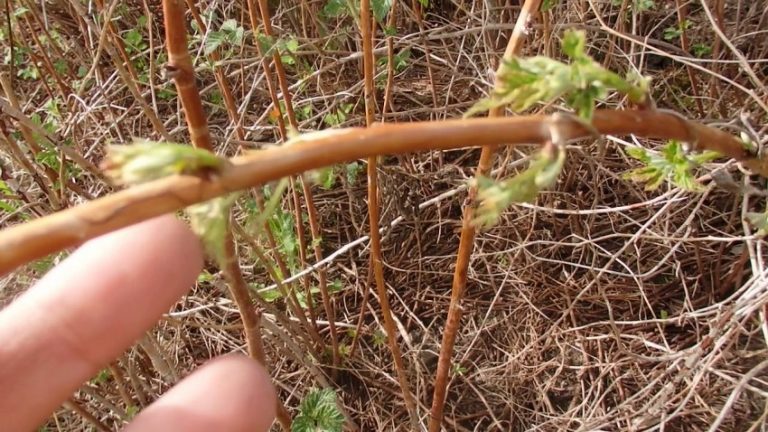 How to properly prune raspberries in spring: a step-by-step guide