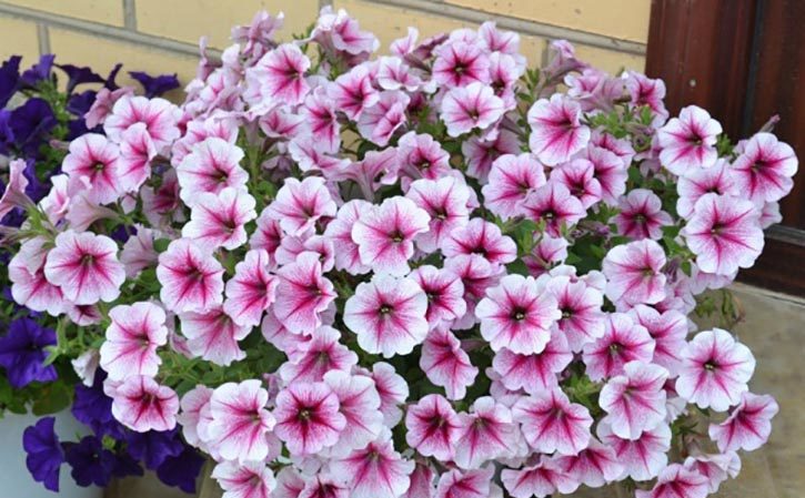 Why petunia flowers are good and how to grow them correctly