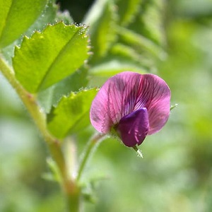 Description and characteristics of chickpeas