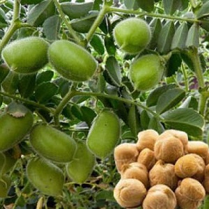 Description and characteristics of chickpeas