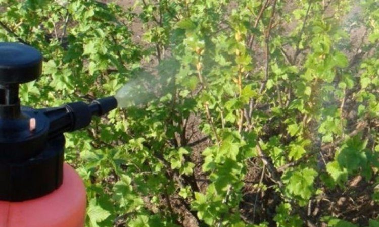 How and what to spray currants in the spring from pests and diseases