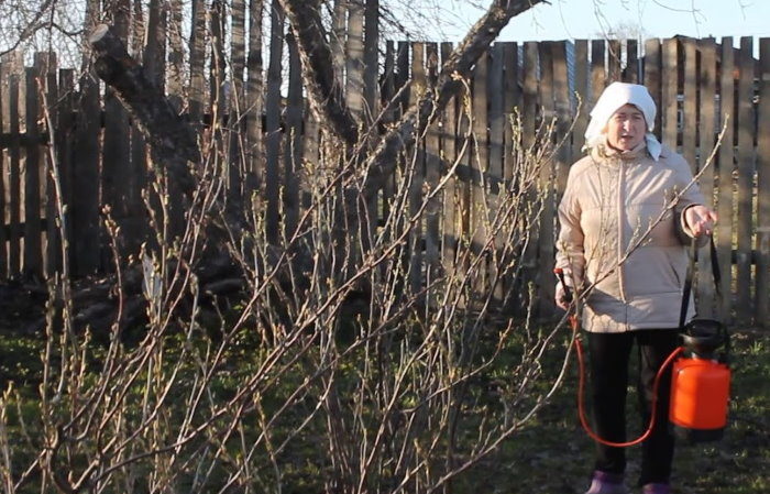 How and what to spray currants in the spring from pests and diseases