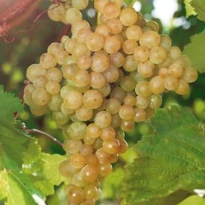 The best varieties of uncovered grapes for the Moscow region