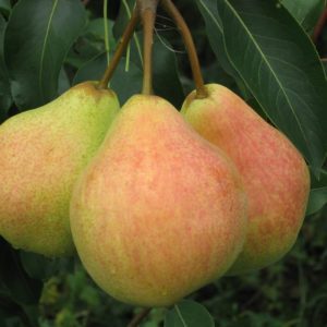 The best self-fertile pear varieties: cultivation features