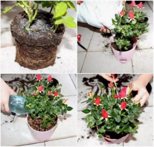 How to care for a home rose in a pot - a guide for beginner florists