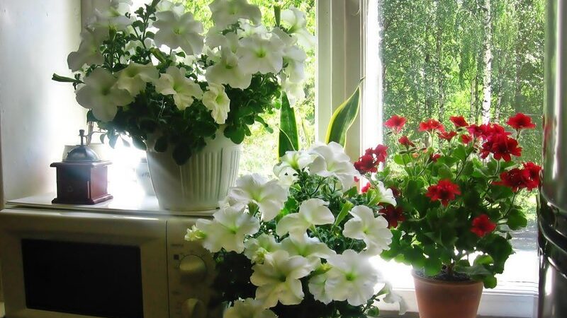 What is petunia pruning in mid-summer for and how to carry it out correctly