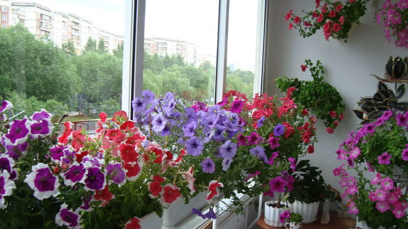 The best ways to extend the flowering of petunias in pots: advice from experienced flower growers
