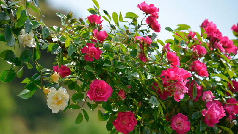 The best winter-hardy varieties of roses blooming all summer and the peculiarities of their cultivation