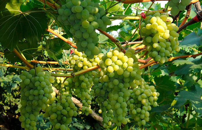 A selection of the best comprehensively resistant grape varieties and recommendations for their selection