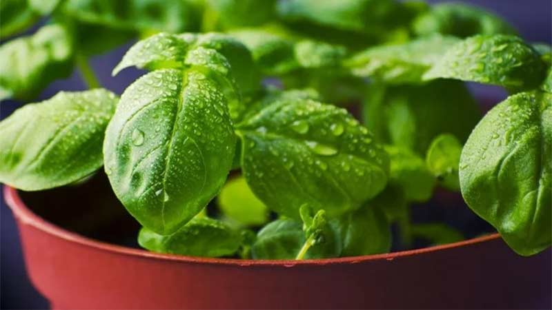 Step-by-step instructions for growing basil on a balcony from seeds