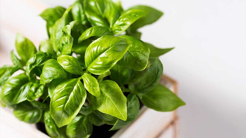 Step-by-step instructions for growing basil on a balcony from seeds