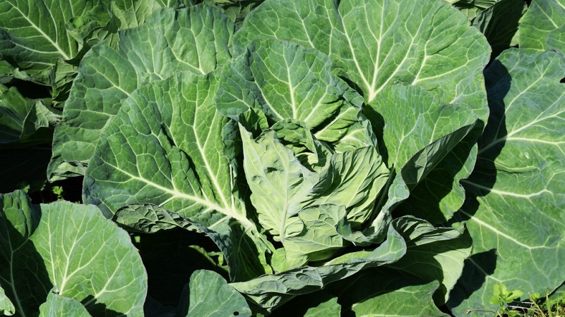 Why cabbage is not tied to the head and what to do to fix it