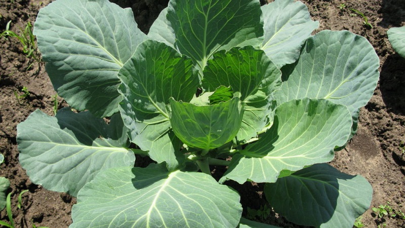 Why cabbage is not tied to the head and what to do to fix it