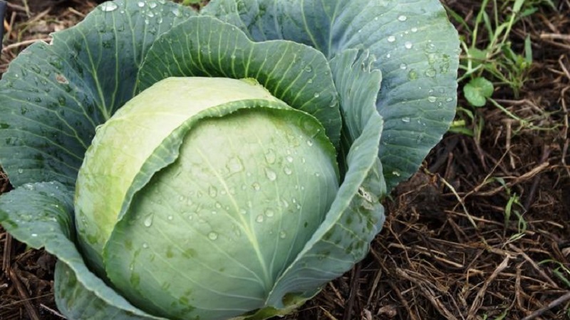 Why cabbage is not tied to the head and what to do to fix it