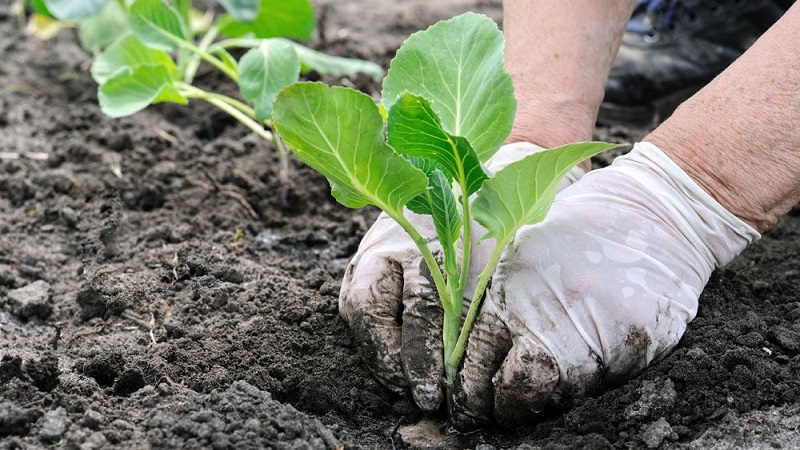 Why cabbage is not tied to the head and what to do to fix it