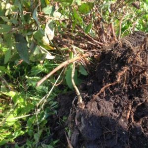 What kind of soil and drainage does honeysuckle love?
