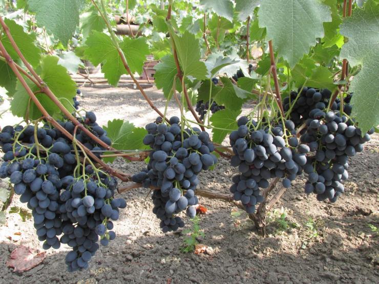 How to properly care for grapes in July: what to do, tips for novice winegrowers