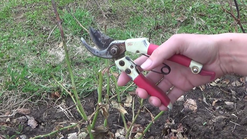 How to protect bushes and how to treat roses in spring from diseases and pests