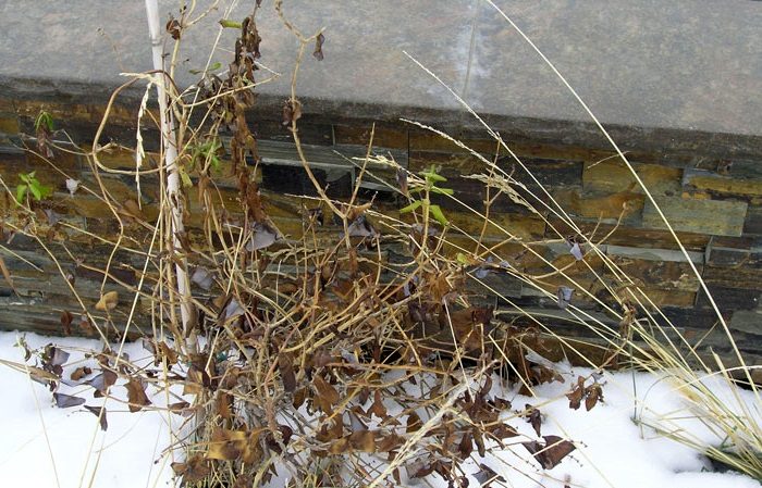 Early ripe dessert variety of Nizhegorodskaya early honeysuckle