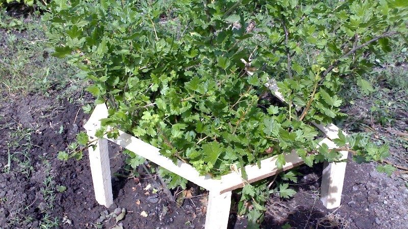 Step-by-step instructions for beginner gardeners: how to tie a gooseberry and form a bush correctly