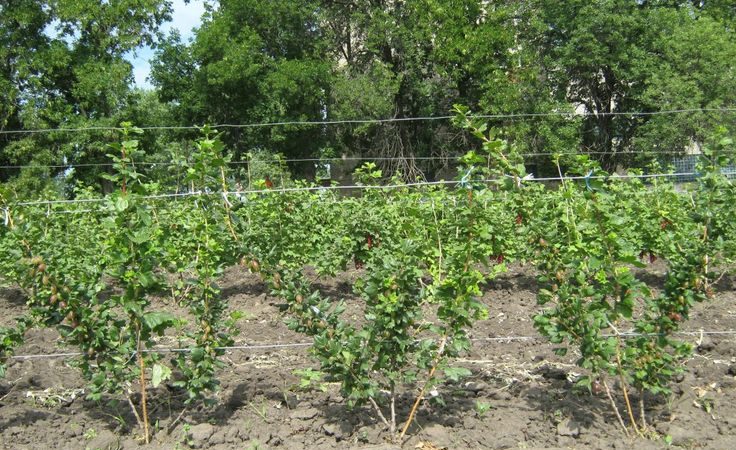 Step-by-step instructions for beginner gardeners: how to tie a gooseberry and form a bush correctly