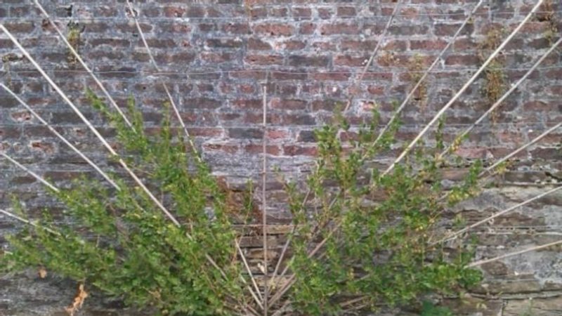 Step-by-step instructions for beginner gardeners: how to tie a gooseberry and form a bush correctly