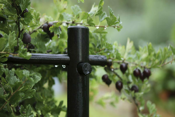 Step-by-step instructions for beginner gardeners: how to tie a gooseberry and form a bush correctly