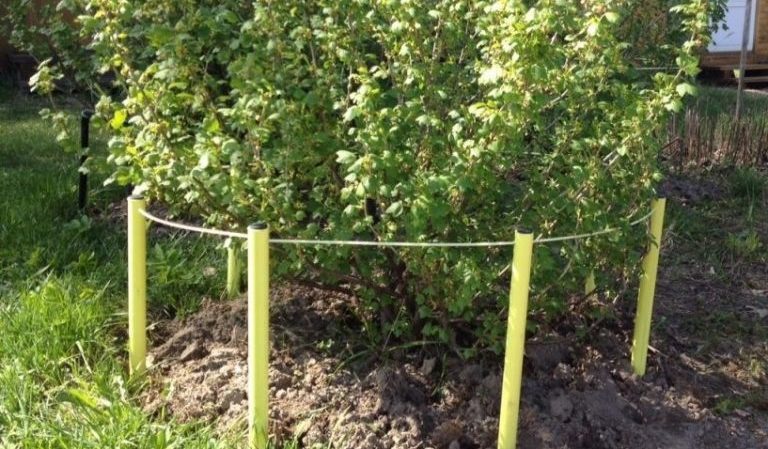 Persistent low-thorn gooseberry Altai numbered, guaranteeing a rich harvest of sweet berries