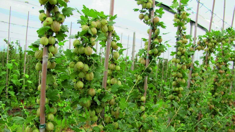 How to feed gooseberries in spring