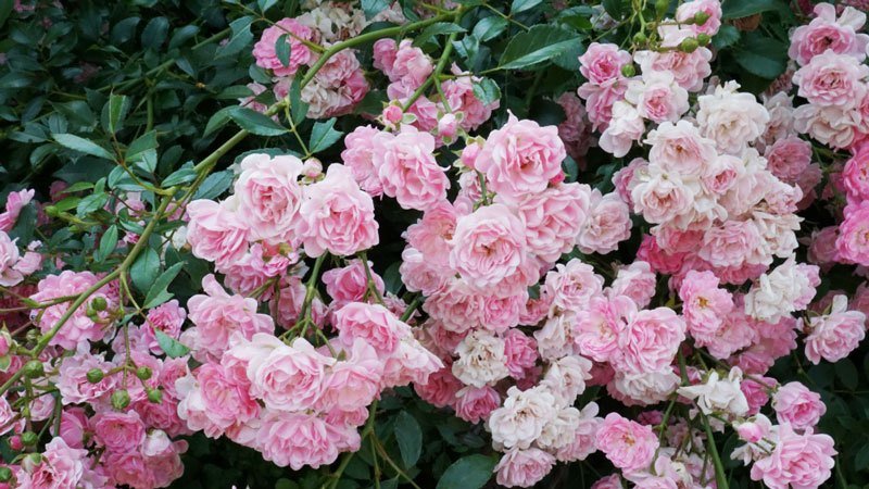 A guide to cutting roses in the fall at home for beginner florists