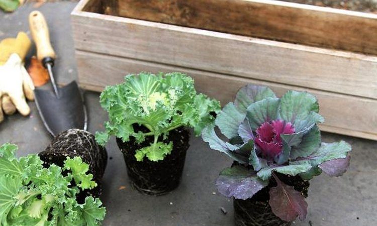 Ornamental cabbage: photo, planting, cultivation and care