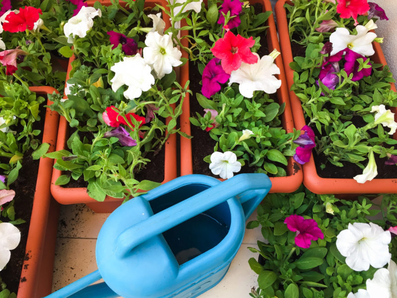 Review of popular varieties of petunias of the Opera series and their features