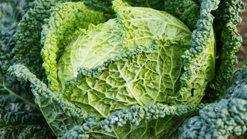 Benefits and harms, features of the use of savoy cabbage