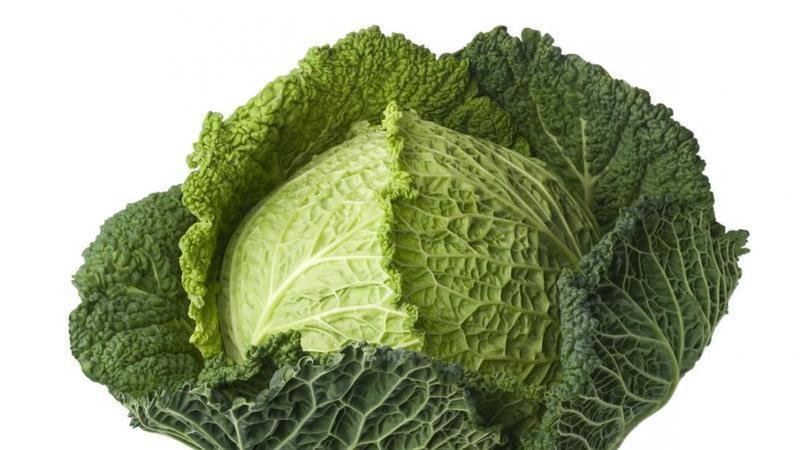 Benefits and harms, features of the use of savoy cabbage