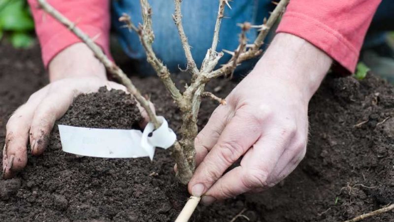 Planting and caring for gooseberries in the open field in spring