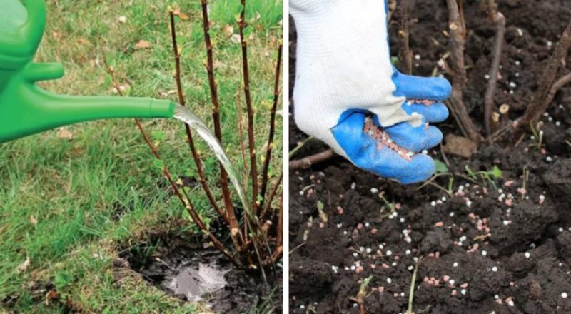 Planting and caring for gooseberries in the open field in spring