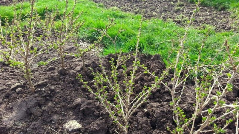 Planting and caring for gooseberries in the open field in spring