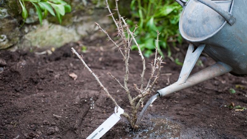 Planting and caring for gooseberries in the open field in spring
