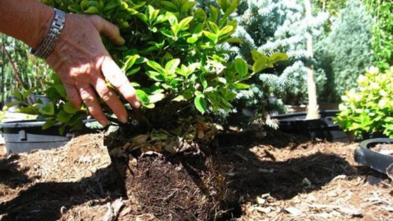 Planting and caring for honeysuckle outdoors