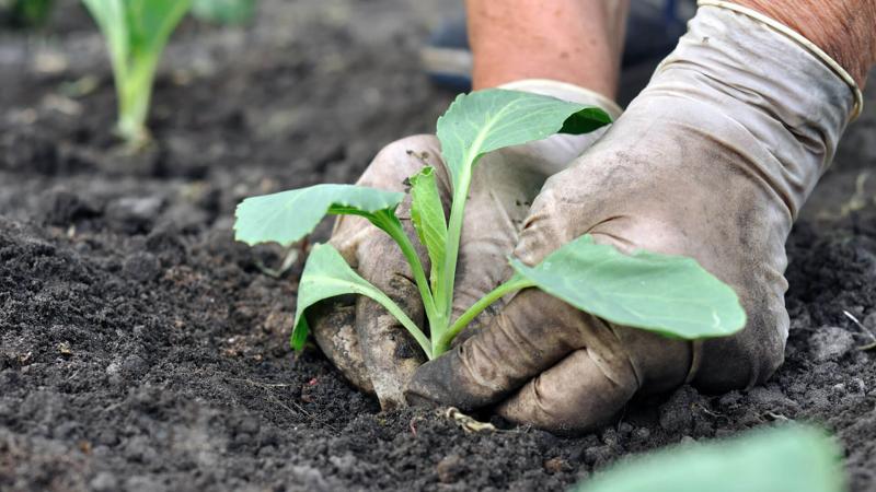High-yielding versatile variety of Blizzard cabbage